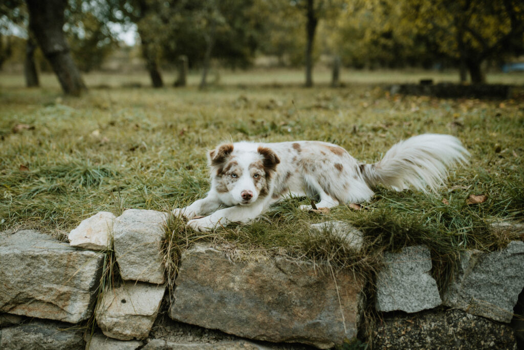 Fotografka vysočina