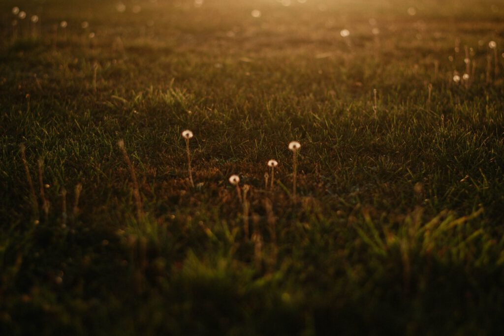 Fotografka Vysočina